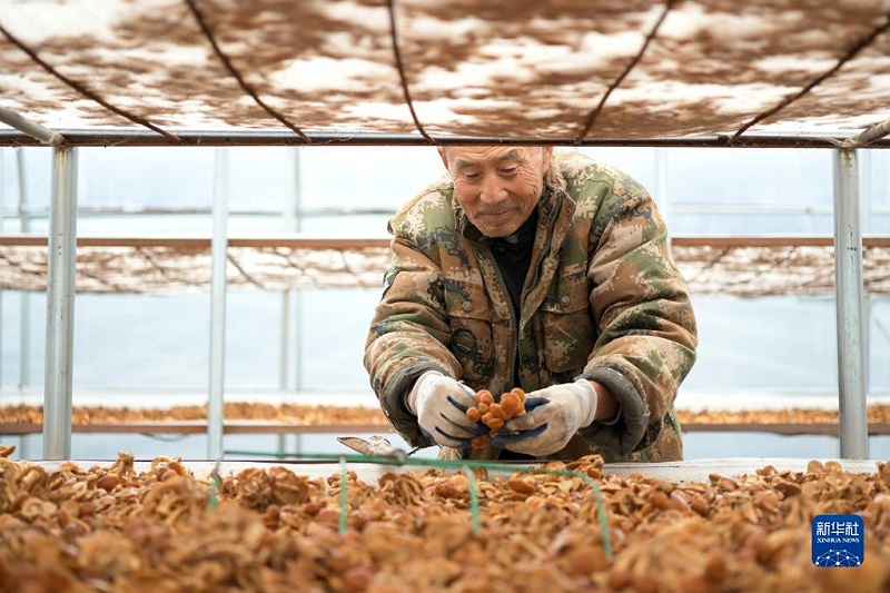 在黑龙江省绥化市明水县兴仁镇石人村的食用菌种植基地，建档立卡户林德山在晾滑子蘑，他在这里打工年收入在1万元以上(2020年10月11日摄)。