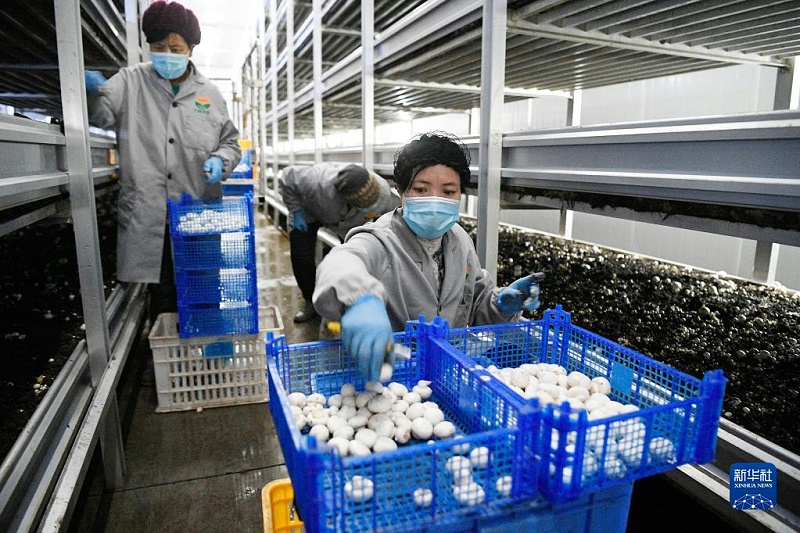 农民在宁夏闽宁镇双孢菇栽培示范基地采摘蘑菇(2020年3月18日摄)。新华社记者王鹏摄